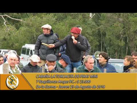 23-08-18 Venta de Vaquillonas P.C. - Cabaña La Torcacita - De la Garma.