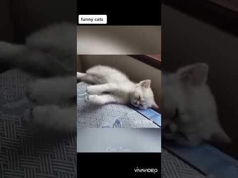 #cat #cats #funnycats #cat cats are funny藍😂