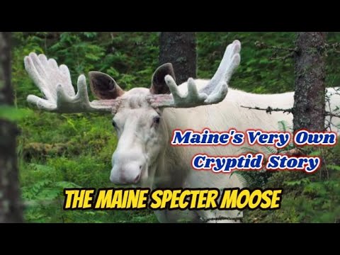 , title : 'The Maine Specter Moose Maine's Own Cryptid #mondaydigs #bigfoot  #scary #cryptids #maine #moose'