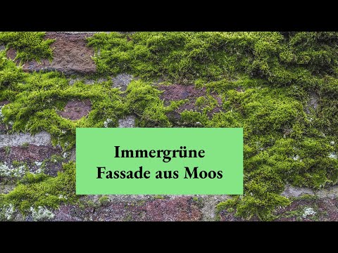 Immergrüne Fassade aus Moos