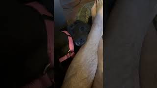 Video preview image #1 Borador Puppy For Sale in MECHANICSBURG, PA, USA