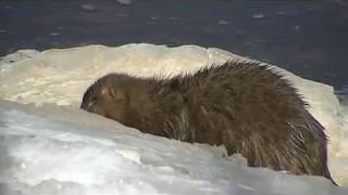 preview picture of video 'American Mink in Wallace Bay, Nova Scotia'