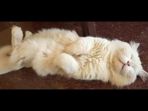 Persian cat-can't ignore his cuteness, his sleeping style😽😽😽Happy souls(Aachal)
