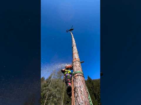 How to cut tall trees safely