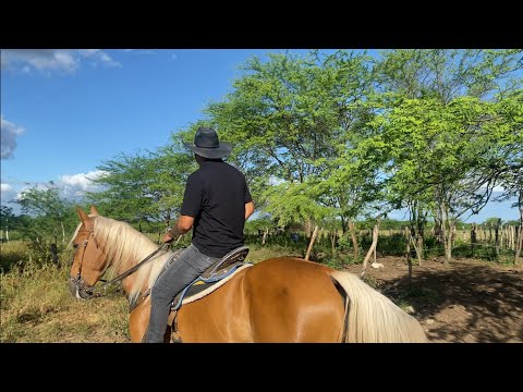 VALOR DO MATO CLIPE OFICIAL - IVAN VAQUEIRO 