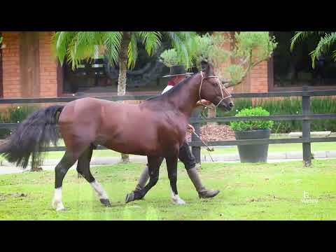 Lote 31-A RIGOR DO RECANTO CRIOULO