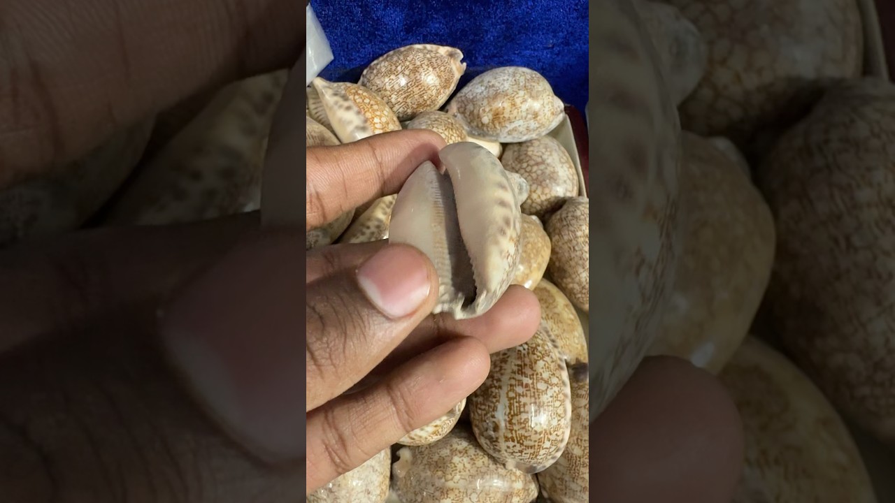 Ocean shell #shell #crystals #viral #ocean