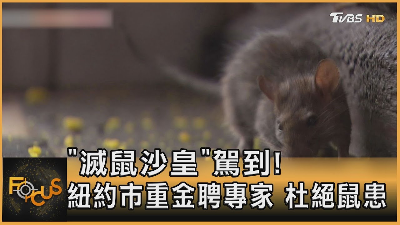「滅鼠沙皇」駕到！紐約市重金聘專家　杜絕鼠患