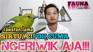 Download lagu HOW TO CLASSIFY THE SOUND OF THE SYRPU/CIPOH BIRD THAT ONLY CHIPPLES mp3 Download lagu HOW TO CLASSIFY THE SOUND OF THE SYRPU/CIPOH BIRD THAT ONLY CHIPPLES mp3