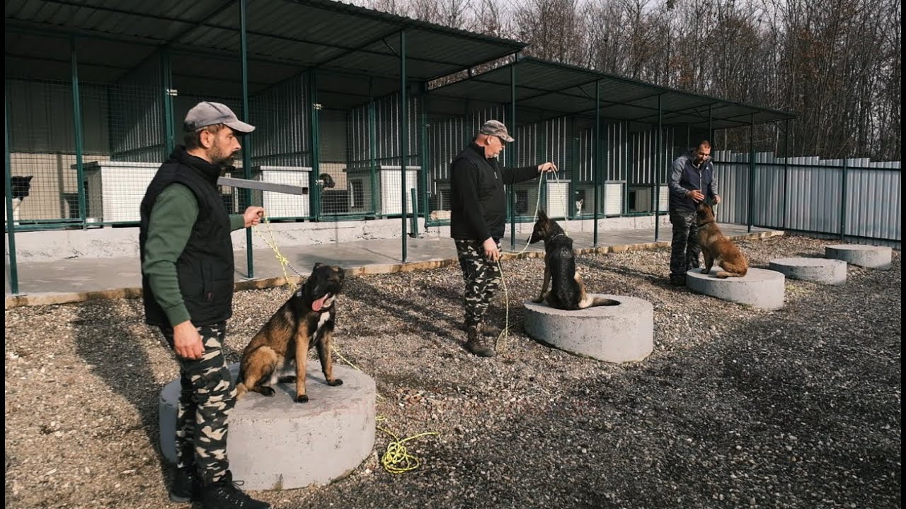 Film o dresuri pasa i humanom načinu komunikacije sa psima (2022)