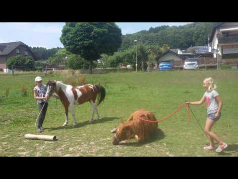 Reitferien - Zirkusshow der Ferienkinder