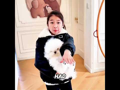 The girl found the missing cat! 🐱👧🎉✨#cat #pets #funny #cute #shorts #short