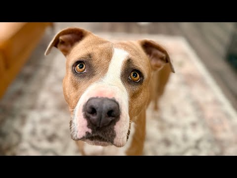 Dog for adoption - Kay Kisses believes every kiss begins with Kay, a Pit Bull Terrier Mix in ...