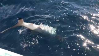 Great White Shark Myrtle Beach - AGAIN! - Vs Black Tip?