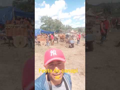 festa de carro de boi canapi al.