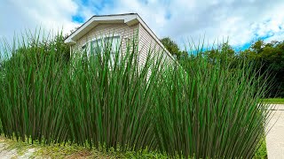 GRANDMA SUFFERS STROKE, Nobody would Mow her Overgrown Yard, I did for FREE