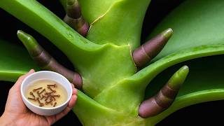 Just 1 cup per month, both roots and flowers bloom all year round!