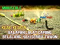 Kocak Balapan Hewan Lucu Lalat Tawon Belalang Kumbang Dan Kaki Seribu Ngakak Banget Plok Plok