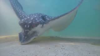 Newswise:Video Embedded dna-decodes-the-dining-preferences-of-the-shell-shucking-whitespotted-eagle-ray