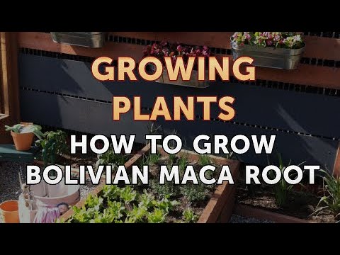 How to Grow Bolivian Maca Root