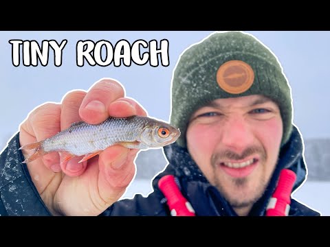 CAN WE CATCH BIG PIKE ONLY USING TINY BAITFISH? | Team Galant