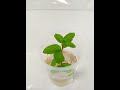 How To Grow Mint Without Soil in Water | How to Grow Pudina or Mint at Home#shorts