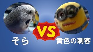 【インコのそら VS ミニオン】