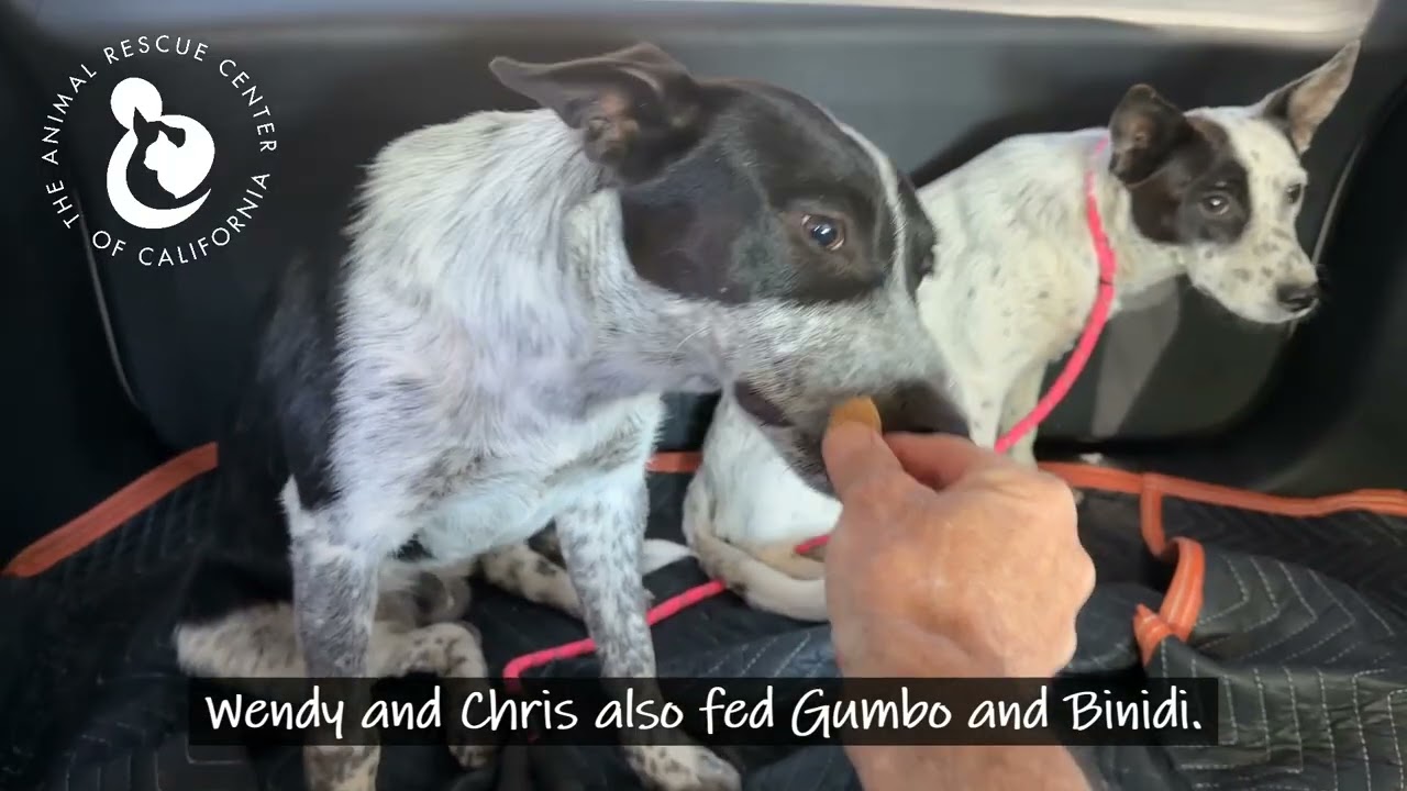 Enlarge Bindi, a ADOPTABLE Australian Cattle Dog / Blue Heeler in Coachella, CA video 5/6