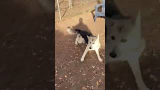 Video preview image #1 Siberian Husky Puppy For Sale in Cedar Crest, NM, USA