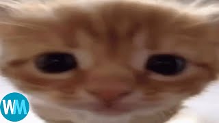 Cover art for Top 5 cats