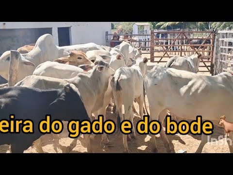 Feira do bode e do gado em livramento Paraíba