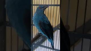 Download lagu suara pikat burung cucak biru betina manggil jantan dijamin Ampuh langsung nyaut mp3