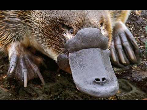 Platypus Documentary - The World's Strangest Animal - History TV