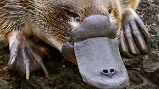 Download lagu Platypus Documentary - The World's Strangest Animal - History TV mp3 Download lagu Platypus Documentary - The World's Strangest Animal - History TV mp3