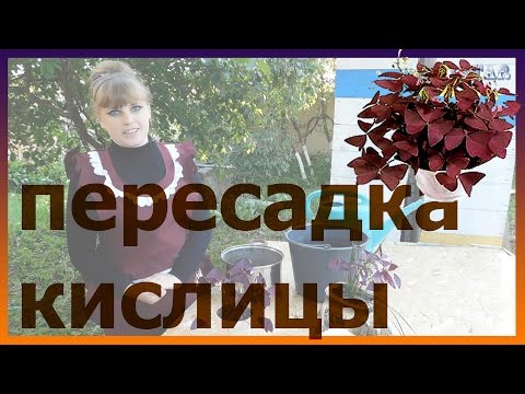 КИСЛИЦА пересадка выращивание уход полив болезни посадка! Как посадить кислицу.