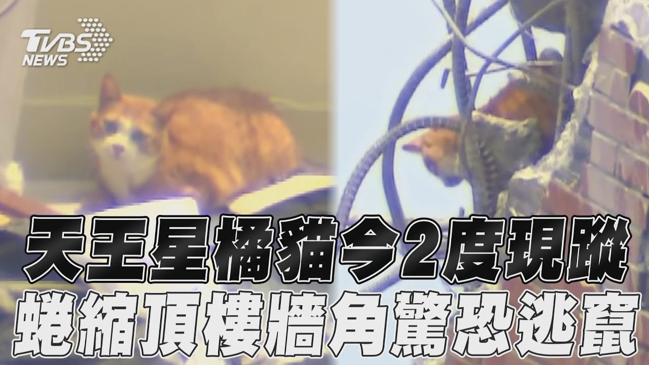 花蓮地震/康老師貓咪二度現身? 躲頂樓「害怕縮一團」畫面曝
