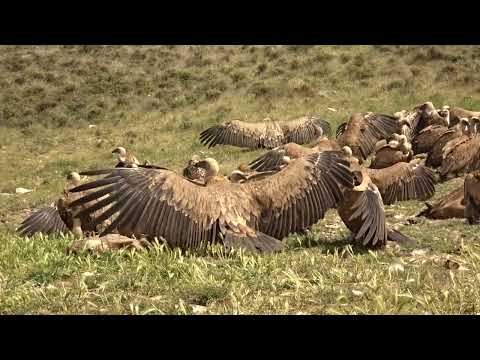 Els voltors a l'hora del desdejuni