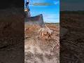 Powerful Stump Removal #woodworking #powertools #bulldozer