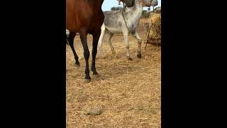 Caballos Y Burros 4 Caballos Y Burros 4
