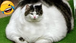 New Funny Animals 😂 Funniest Cats and Dogs 2024 😹🐶 Part 21