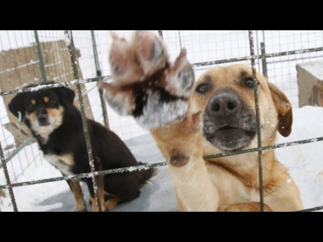Бродячих собак некому ловить