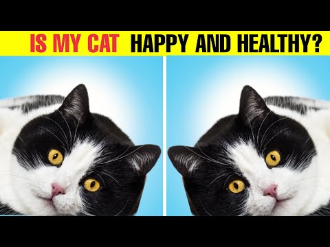 10 signs Your Cat is healthy and very happy