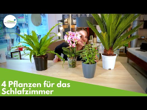 4 Pflanzen für das Schlafzimmer