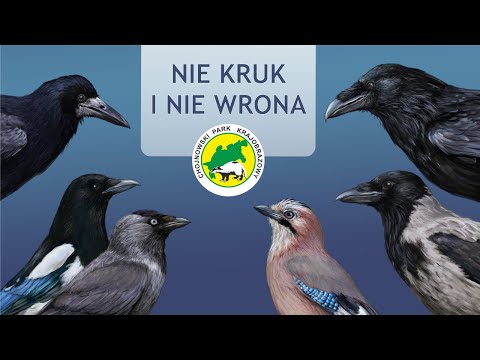 Nie kruk i nie wrona - co to za ptak?