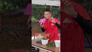 2024花現中壢農遊趣DIY活動～天天吃草莓盆栽種植說明 #美姬草莓 #玄盛發農場