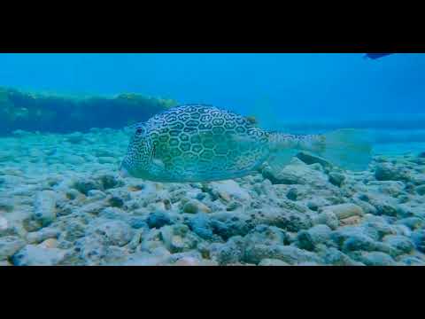 17 Odd-Shaped Swimmers A - scuba diving video