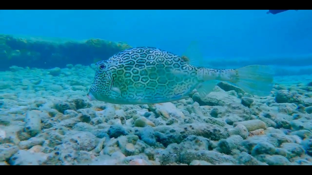 Fourth of 4 Odd-Shaped Swimmers - Caribbean - Multiple critter videos, genus and species.