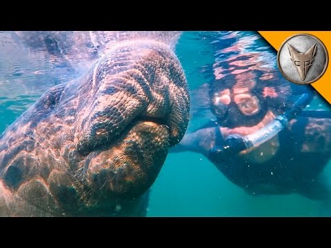 Swimming with Giants!
