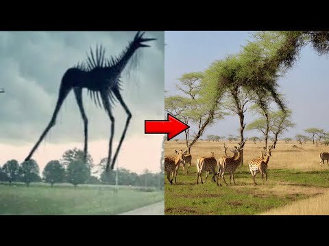 Squint Your Eyes - 🎃 Halloween Edition 🎃 - Guess The Trevor Henderson Creatures