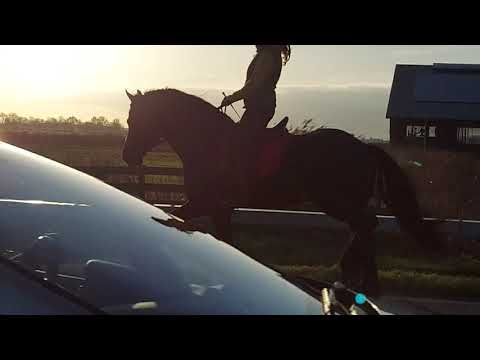 Stal Okkema's Abe - Epke x Fabe - stallion - 2016 - 1.65m